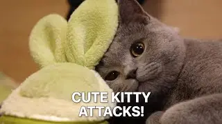 The Most Adorable Moments in Animal History