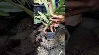 penanaman anggrek vanda mokara