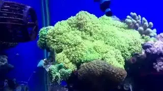 Tank update 2016 January 1st 2xmp40s quitedrives reef tank!! Corals lps sps tunze mp40 qd clown fish