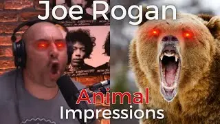 1 hour of silence broken by Joe Rogan Animal Noises