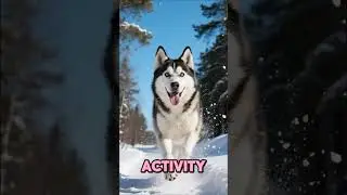 Siberian Husky Tips &ndash; Keep Your Husky Happy and Healthy