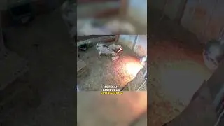 Induk anjing datang karena anaknya diseruduk