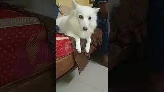 ❤️Amma Cherry❤️Simbakutty❤️grootkutty❤️ #viralvideo #pets  #cutipie #puppy #comedy #tamil #english 