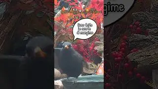 Action &egrave; Un Delirio Ma Gli Uccelli Devono Mangiare