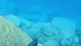 Dentex - Sinarit Baskın Avı #spearfishing #fishing