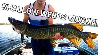 Fishing SHALLOW WEEDS for MUSKY! Rideau River Early Fall Musky Fishing