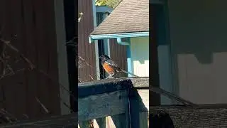 Spotted Towhee Wild bird