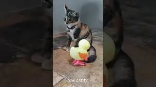 Anak Kucing Belang Tiga Kaget Dengan Bebek