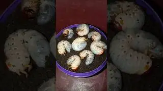 scary!! eight beetle larvae came out of the ground very quickly 😱😱 #shorts