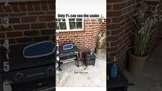 Can you find a snake? comment #chillvibesonly