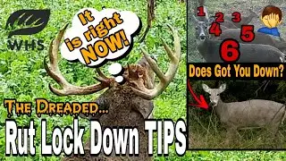 Critical Rut Lock Down Hunting Tips