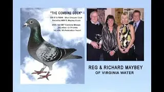 Video 499: Reg & Richard Maybey of Virginia Water: Eight times 1st Federation in one racing season
