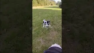#dog #paws #walking #uk #furryfriend #OffLeadFun #ParkPaws   #DoggieFreedom #HappyTails