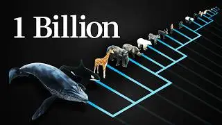 Why does every mammal get 1 billion heartbeats in their life?