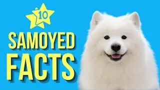 Samoyed Top 10 Facts You Never Knew About This Cute Dog!