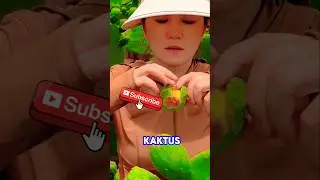 Buah Kaktus, Ternyata Bisa Dimakan #BuahKaktus #FaktaUnik #MakananAlam