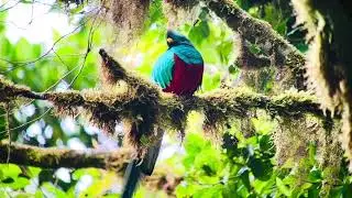 The Resplendent Quetzal (Pharomachrus mocinno) Monteverde Cloud Forest Reserve. Costa Rica