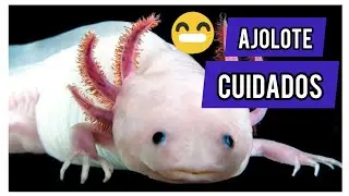 Ajolotes, Gu&iacute;a de cuidados