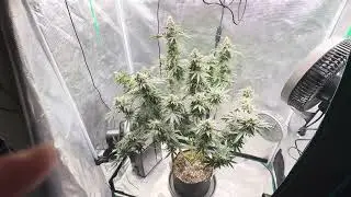 3rd Harvest GG4 x RS11. Dense Frosty Buds