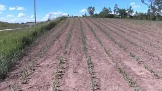 2017 Different Ways Farmers Plant Corn and Beans