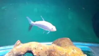 Cell Vid of VATF