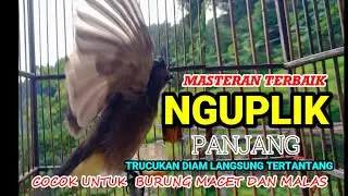 TRUCUKAN GACOR NGUPLIK | Masteran TRUCUKAN Terbaik Trucuk Malas Bunyi Jadi Gacor Ropel Panjang