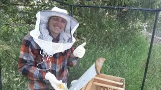 Mrs. Anderson rescues comb in the Beepods topbar hive @ The Medford School Farm