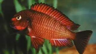Tropheus Sp Red Chimba