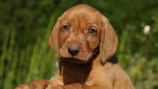 भूखा पिल्ला 😭 | Hungry Puppy Story | Dog Crying Short Video | Emotional Dog #shorts