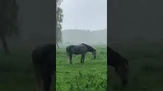 Horse in rain, Latvia.
