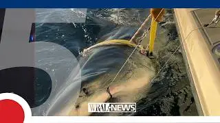 Huge great white among the tagged sharks swimming off the NC coast