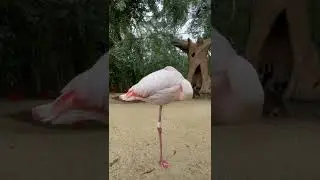 flamingo sleeping | 😴