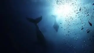 EST Floattech Whales Website