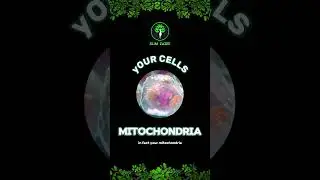 Want to Train your Cells For Fat loss ? (instead of Heart, Lungs and Gut) #fatburningsecrets #cells