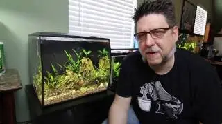 Pom Pom Crabs and Dwarf Golden Barbs