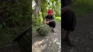 gipangawat daw Ang mga tanom ni tatay😭😭