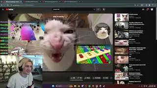xQc Can't Stop Laughing At Crunch Cat
