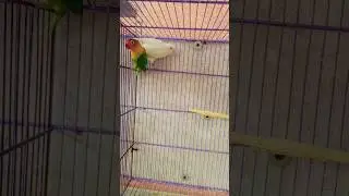 #bird #birdbusiness #greencolor #birdlives #religion #birdlove #parrotgreen #lovebird #birdbreeder