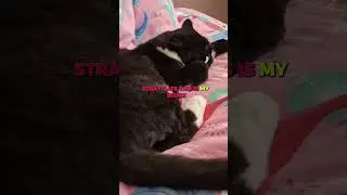 The Cat Who Works the Night Shift#FunnyCat #CatHumor #NightShiftCat #CatLife #SubscribeForCats