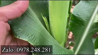 HƯỚNG DẪN KỸ THUẬT TRỒNG BẮP NGÔ NẾP | GIAI ĐOẠN 40-45 NGÀY