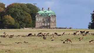 D&aring;dyr i Dyrehaven 2021