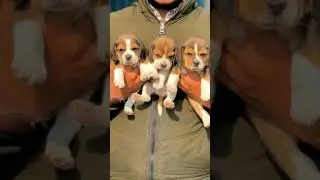 📞 8810623046 Cute Beagle available for booking trained vaccinated friendly family dog#beagle#viralpe