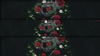 Dare Rose Banner SpeedART (Comeback) +New Style