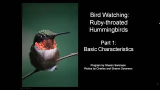 Ruby-throated Hummingbirds: Basic Characteristics