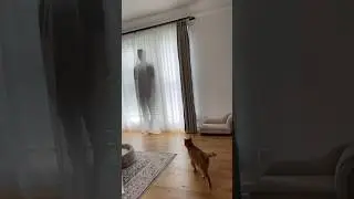 if humans treated cats how cats treat humans