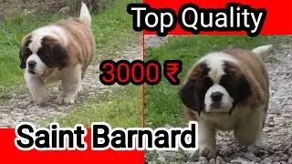 Show quality Saint Barnard for  adoption free dog नहीं है low price pets zoo