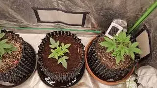 4 X 2 Auto Flower Tent Update