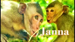 Crying By Missing Janet ! Poor Janna monkey Call & loudly Crying for Janet monkey