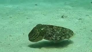 pharaoh cuttlefish