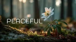 Acoustic Piano & Guitar | Soothing Healing Music | Peaceful Forest Escape
